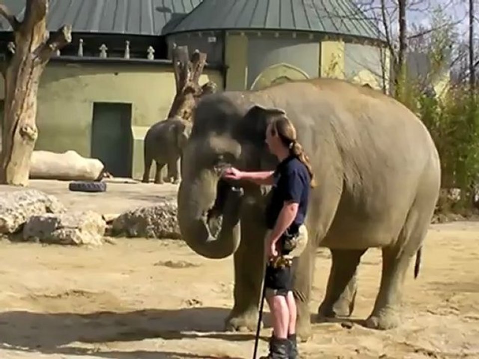 Elefantenbaby jamuna toni - 1. freigang im tierpark hellabrunn