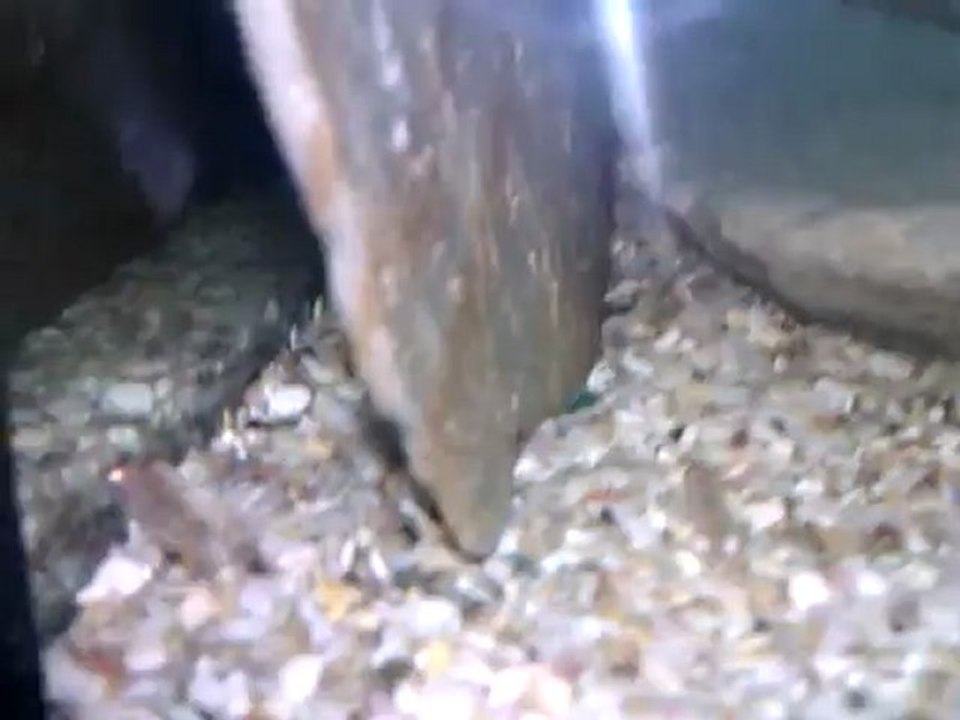 VIDEO0009
