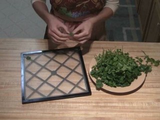 Dehydrating Cilantro