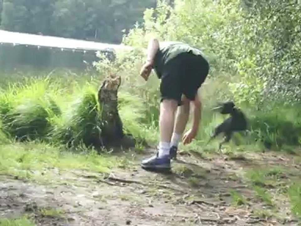 Sammy schwimmt im Bullensee