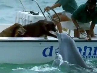 Beso entre un delfín y un perro arrasa en las redes sociales