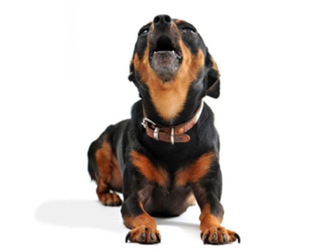 How to teach your dog to speak and stop barking