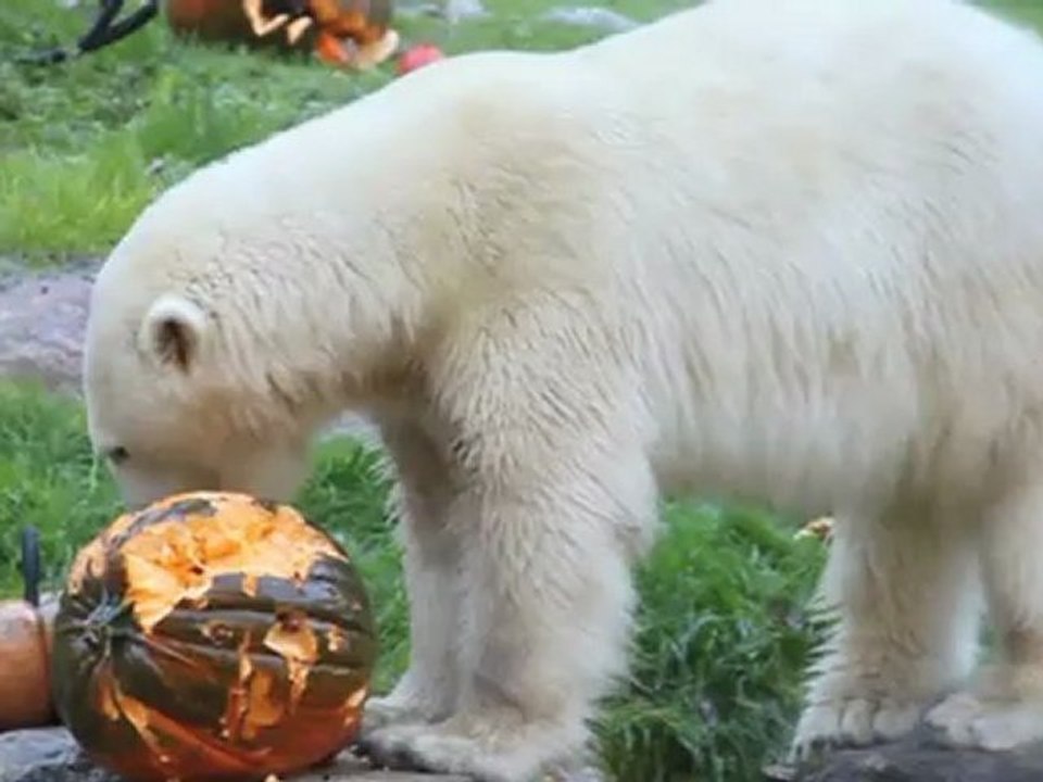 Eisbär Halloween München Hellabrunn 2010 mit "Yoghi" und "Giovanna"