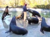 Tierpark Hellabrunn München: Fütterung Mähnenrobben