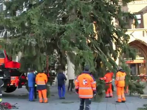 Christbaum aus Garmisch-Partenkirchen für München - Aufstellung am Morgen des 15.11.2010