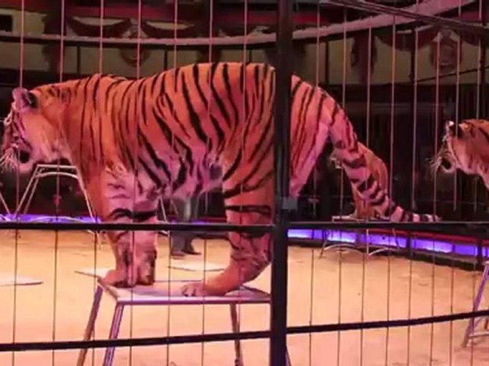 Alexander Lacey @ Circus Krone: öffentliche kommentierte Raubtierproben am 6.2.2010