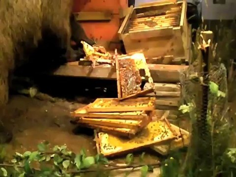 Bruno im Museum Mensch & Natur München - Bayerns berühmter Problembär