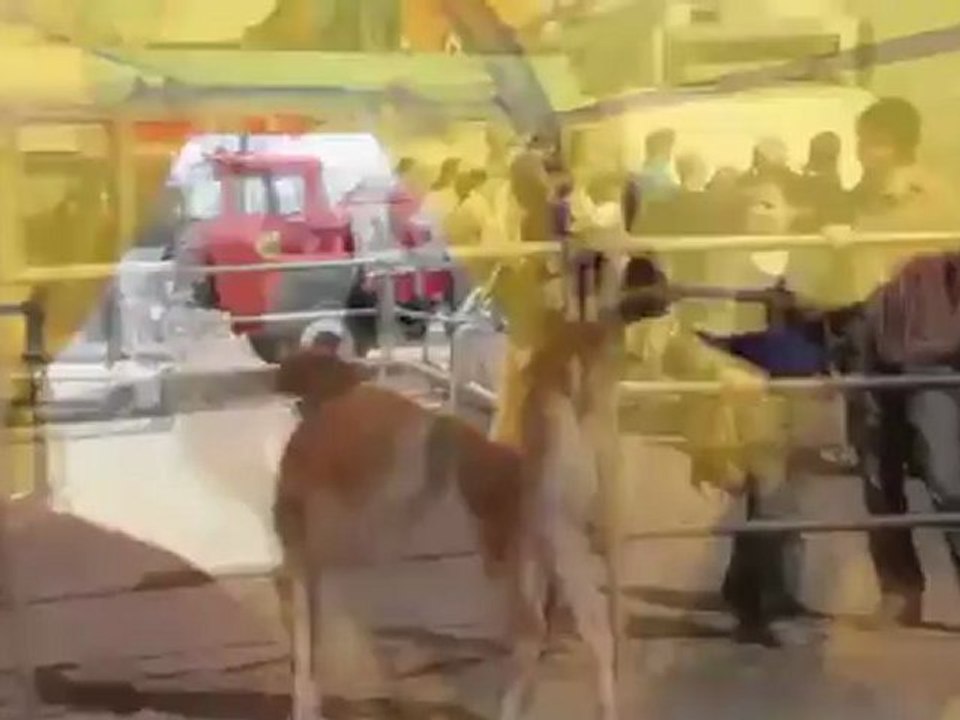 Circus Krone Zoo @ Theresienwiese München 2011