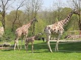 Ostern 2011 im Tierpark Hellabrunn (München Zoo)