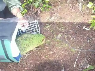 Nouvelle-Zélande: menacé de disparition, le kakapo reprend des couleurs