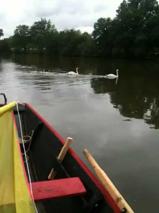cygnes sur la loire