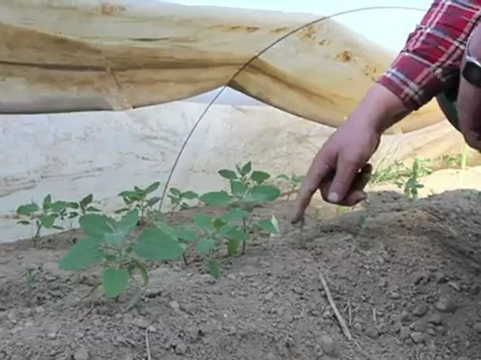 Spargelhof Wenger - Wengerhof - Schrobenhausener Spargel