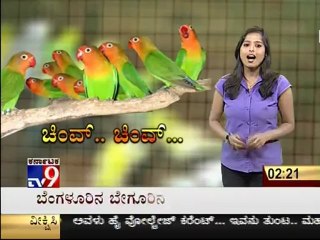 TV9 Segment : 800 Rare Birds Under Common Shed in Bangalore - 'Chev Chev' - Full