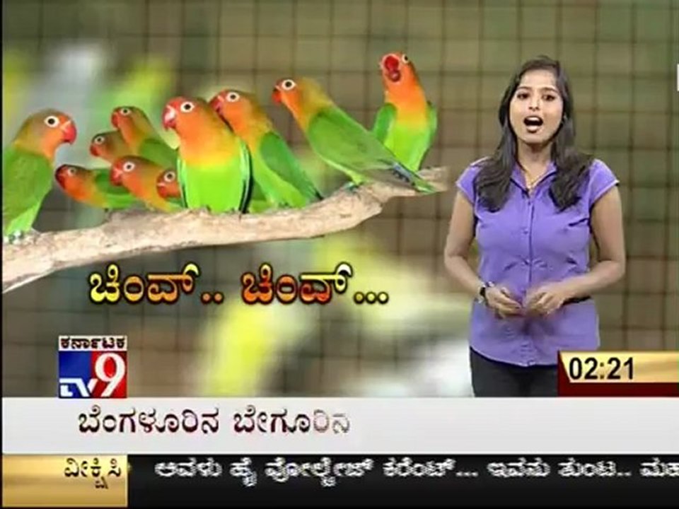 TV9 Segment : 800 Rare Birds Under Common Shed in Bangalore - 'Chev Chev' - Full