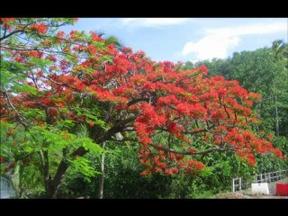 Musique relaxation originale Gessika