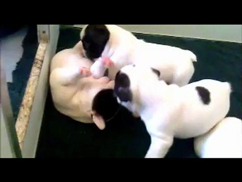 Chiots bouledogues français à 4 semaines