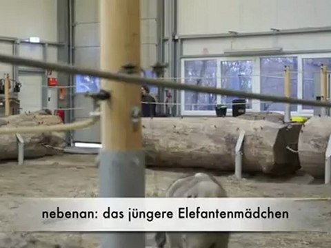 Ludwig - die Elefantentaufe im Tierpark Hellabrunn