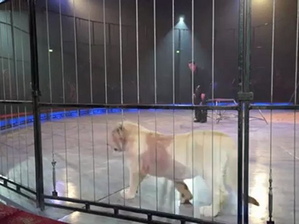 Circus krone 2012: premiere 3. winterspielzeit