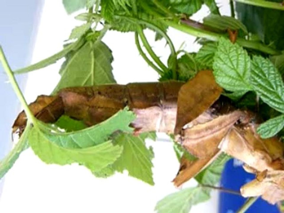 respiration phasme à tiare