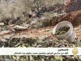 موسم الزيتون في فلسطين تحت نيران الإحتلال
