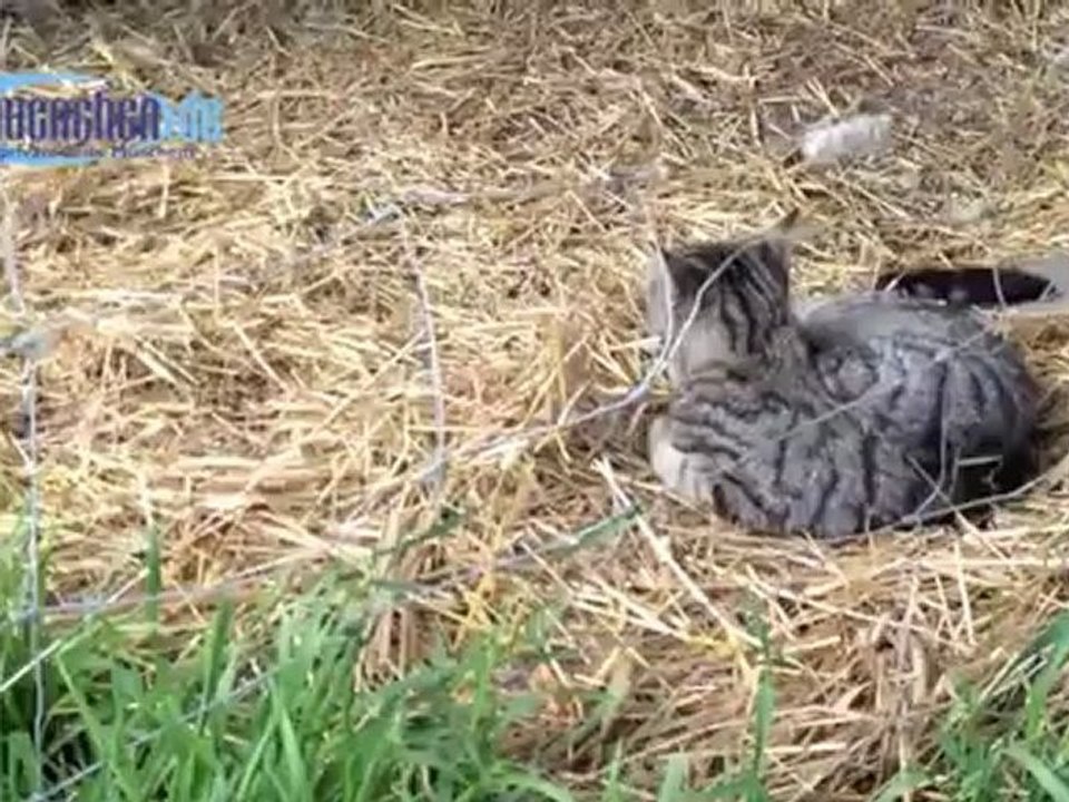 lustige Katze im Frühling - funny kitten in springtime