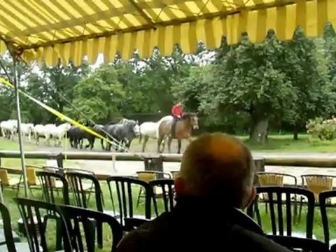 spectacle de percherons 2012