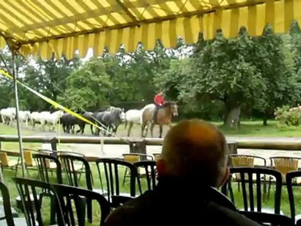 spectacle de percherons 2012