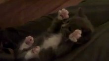 Смешная реакция котенка