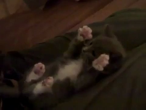 Смешная реакция котенка