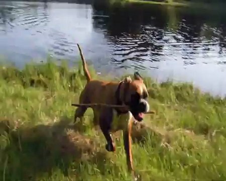 Geisha au Bos-Redon, 2012-06-28 (CHEYENNE de SAINT QUINIS X UCELLO du DOLON / Portée des G 2011)