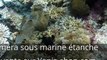 Caméra embarquée étanche - Récif corallien - Yonis shop
