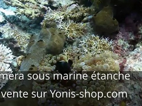Caméra embarquée étanche - Récif corallien - Yonis shop