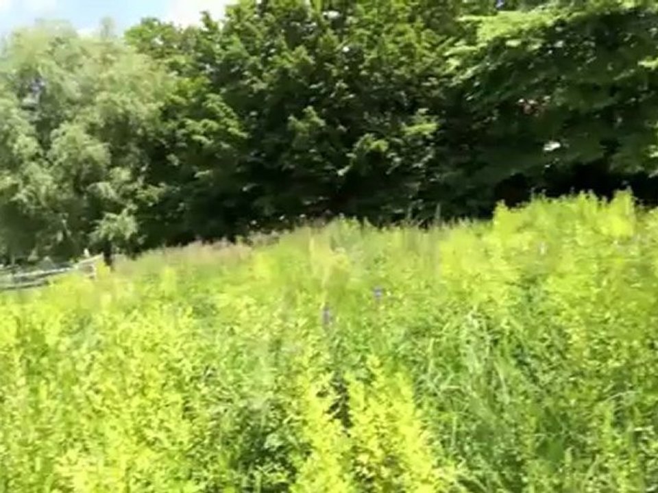 Freibäder in München: Bad Maria Einsiedel Sommerbad und Naturbad