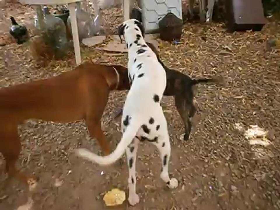 Rocky et Cie fin juin 2012 n° 2