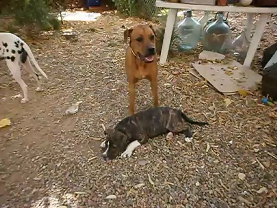 Rocky et Cie fin juin 2012 n° 3