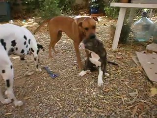 Rocky et Cie fin juin 2012 n° 4