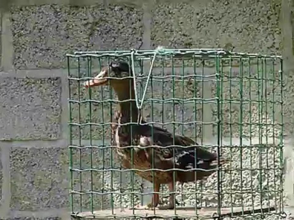 Cane allongeoire 2012