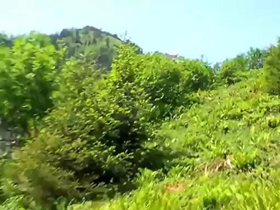 Wildschönau: Almsommer mit Käse & Kräutern. Wandern zur Schönanger Alm