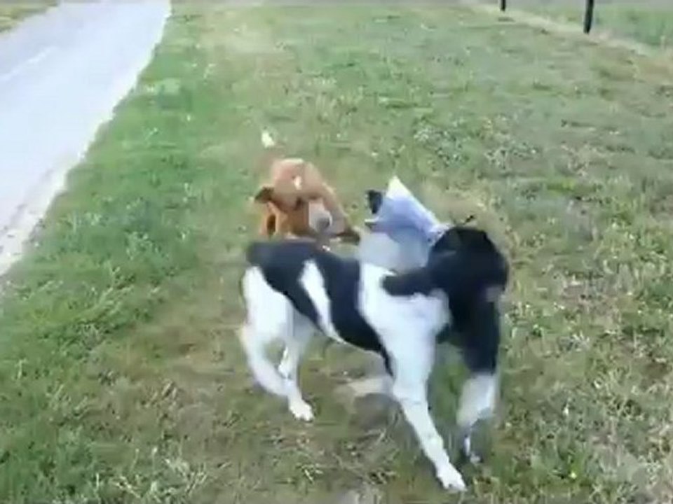 Urania, une chienne stoïque