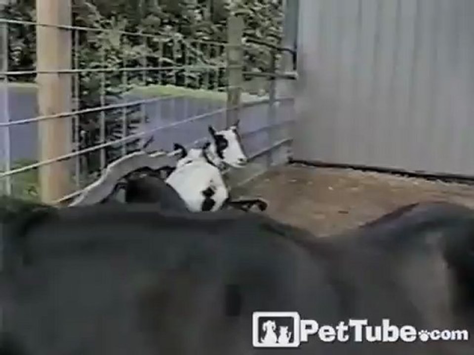 Goat Rides Bucking Bronco