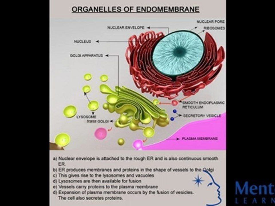 Endomembrane System of Eukaryotic Cells