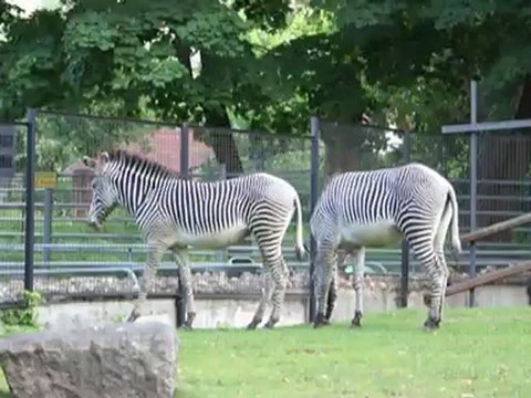 зебры играют