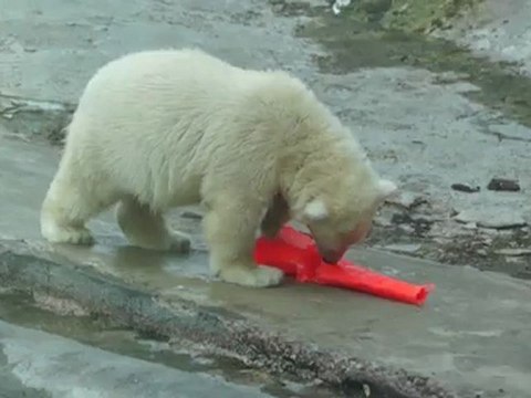 умка играет