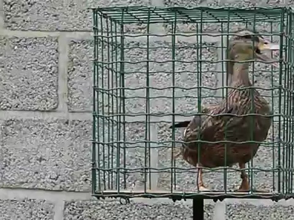 Cane allongeoire 2012