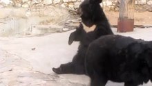 попрошайки
