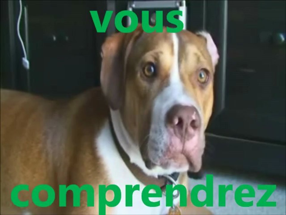 S'entendre comme chien et chat...