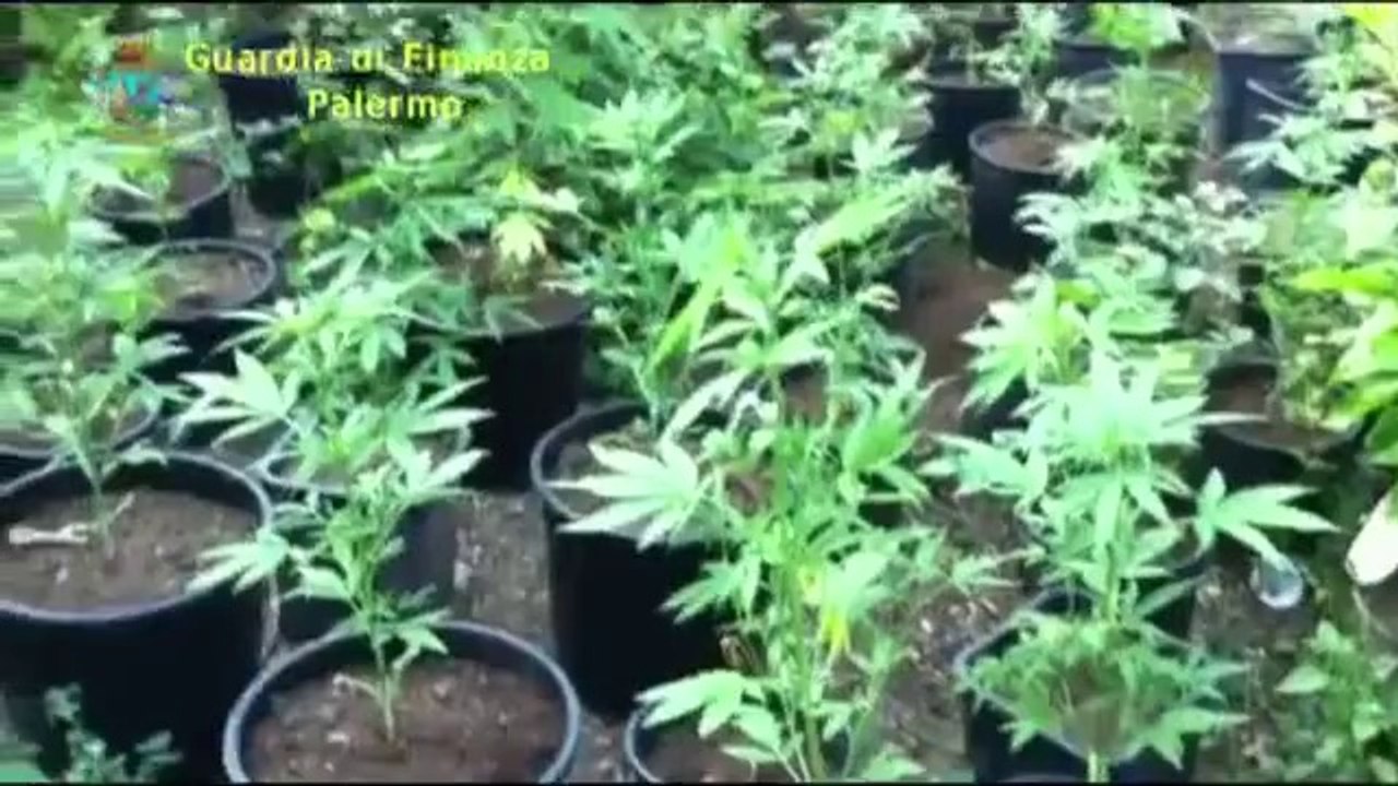 Palermo - Droga Gdf sequestra 106 kg di marijuana (29.06.12)