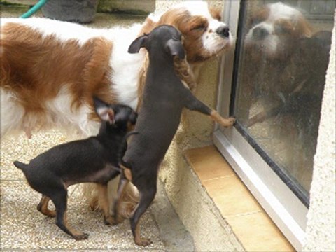 Les chiots pragois avec les grands dehors. juin 29, 2012