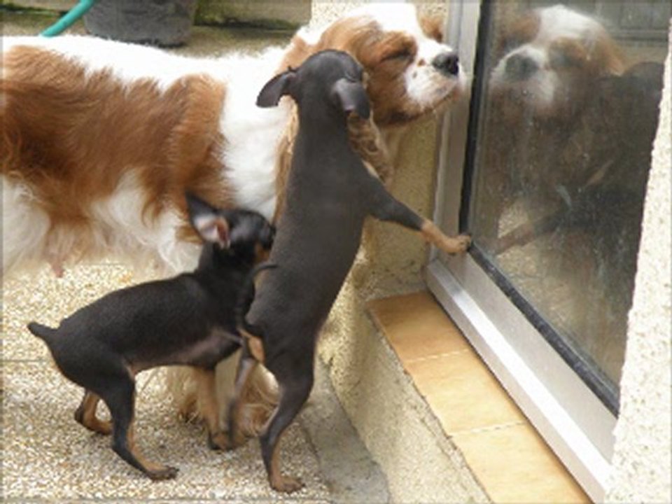 Les chiots pragois avec les grands dehors. juin 29, 2012