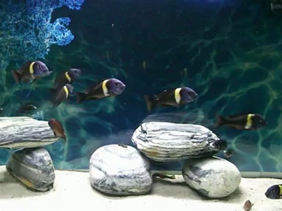 Tropheus duboisi maswa